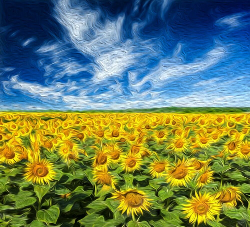 Vieno sunflower field